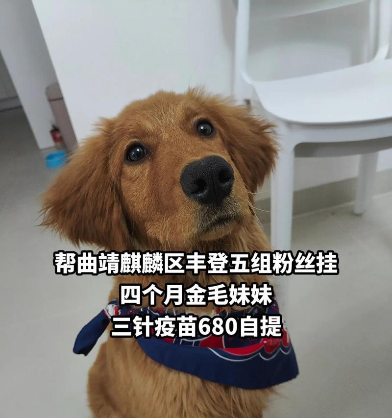 曲靖狗市场的兴起与发展（探索曲靖狗市场的历史演变及未来发展趋势）(图1)