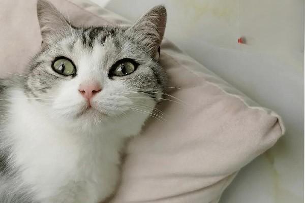 犬猫子宫内膜炎 - 悠悠酷狗网