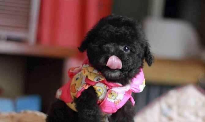 泰迪狗的颜色和价格(泰迪狗的颜色对价格的影响以及最贵品种的关键特征)(图2) 泰迪狗的颜色和价格(泰迪狗的颜色对价格的影响以及最贵品种的关键特征)(图2)