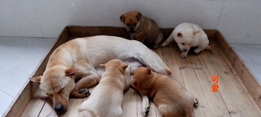 选择适合你的狗的出生时间(以狗的出生时间为基准,找到最适合你的宠物伴侣)(图2) 选择适合你的狗的出生时间(以狗的出生时间为基准,找到最适合你的宠物伴侣)(图2)