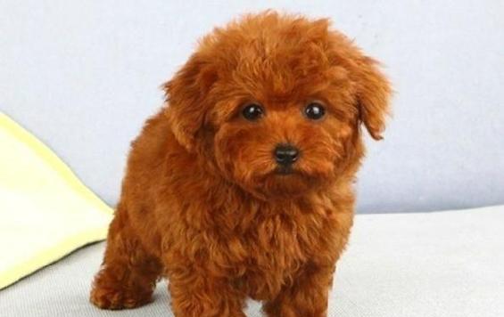 泰迪狗的颜色和价格(泰迪狗的颜色对价格的影响以及最贵品种的关键特征)(图3) 泰迪狗的颜色和价格(泰迪狗的颜色对价格的影响以及最贵品种的关键特征)(图3)