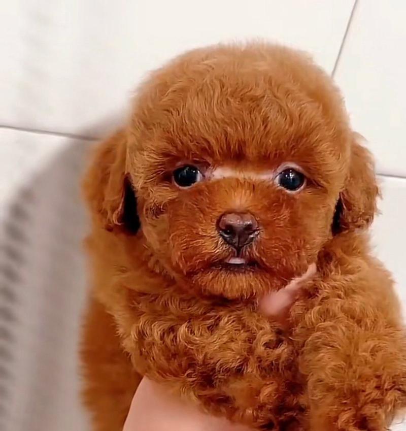 泰迪狗的颜色和价格(泰迪狗的颜色对价格的影响以及最贵品种的关键特征)(图1) 泰迪狗的颜色和价格(泰迪狗的颜色对价格的影响以及最贵品种的关键特征)(图1)