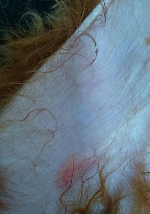 狗身上的螨虫是什么样的?(详解螨虫在狗身上的外貌特征及相关信息)(图1) 狗身上的螨虫是什么样的?(详解螨虫在狗身上的外貌特征及相关信息)(图1)