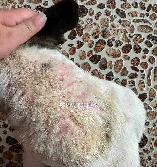 狗身上的螨虫是什么样的?(详解螨虫在狗身上的外貌特征及相关信息)(图2) 狗身上的螨虫是什么样的?(详解螨虫在狗身上的外貌特征及相关信息)(图2)