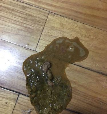 萨摩小狗拉稀治疗方法（掌握正确的药物喂养，让萨摩小狗早日康复） - 悠悠酷狗网