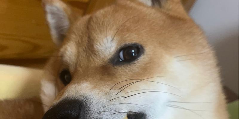 狗吃苹果的好处和坏处(探究狗吃苹果的益处和潜在风险)(图2) 狗吃苹果的好处和坏处(探究狗吃苹果的益处和潜在风险)(图2)