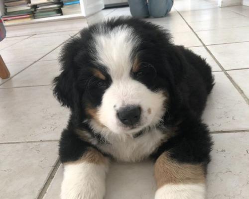 馒头宠物狗——中国特色的宠物狗品种(探秘馒头宠物狗的独特魅力及其养护要点)(图2) 馒头宠物狗——中国特色的宠物狗品种(探秘馒头宠物狗的独特魅力及其养护要点)(图2)