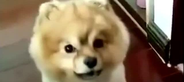 馒头宠物狗——中国特色的宠物狗品种(探秘馒头宠物狗的独特魅力及其养护要点)(图3) 馒头宠物狗——中国特色的宠物狗品种(探秘馒头宠物狗的独特魅力及其养护要点)(图3)