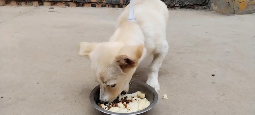 馒头宠物狗——中国特色的宠物狗品种(探秘馒头宠物狗的独特魅力及其养护要点)(图1) 馒头宠物狗——中国特色的宠物狗品种(探秘馒头宠物狗的独特魅力及其养护要点)(图1)