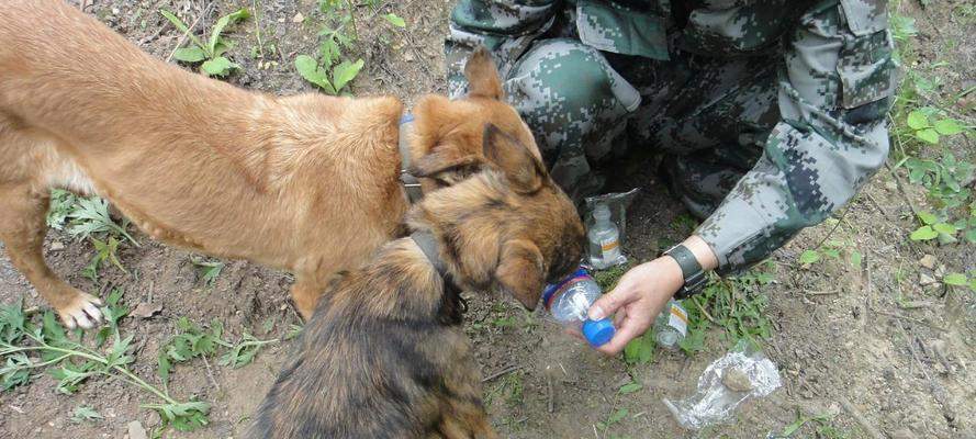 狗在什么时候应该服用葡萄糖？（葡萄糖的关键时刻和用途） - 悠悠酷狗网