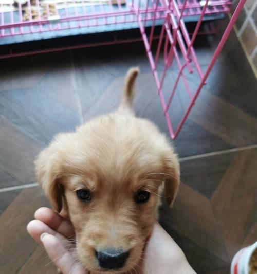 我的金毛宝贝——2个月大的金毛犬（天真活泼的小可爱，陪伴我度过美好时光）(图1)