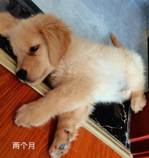 我的金毛宝贝——2个月大的金毛犬（天真活泼的小可爱，陪伴我度过美好时光）(图3)