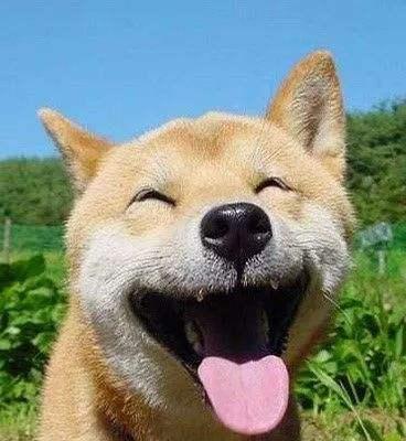 狗狗为什么会伸舌头喘？（探究狗狗伸舌头喘的原因及其重要性） - 悠悠酷狗网