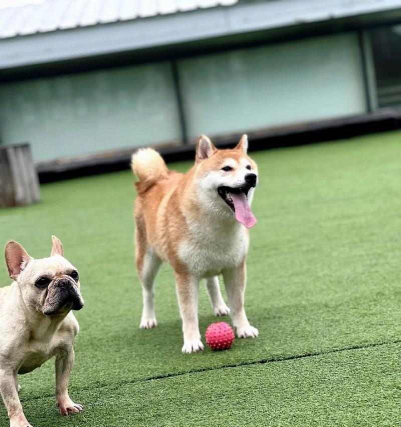 狗狗为什么会伸舌头喘？（探究狗狗伸舌头喘的原因及其重要性）(图3)