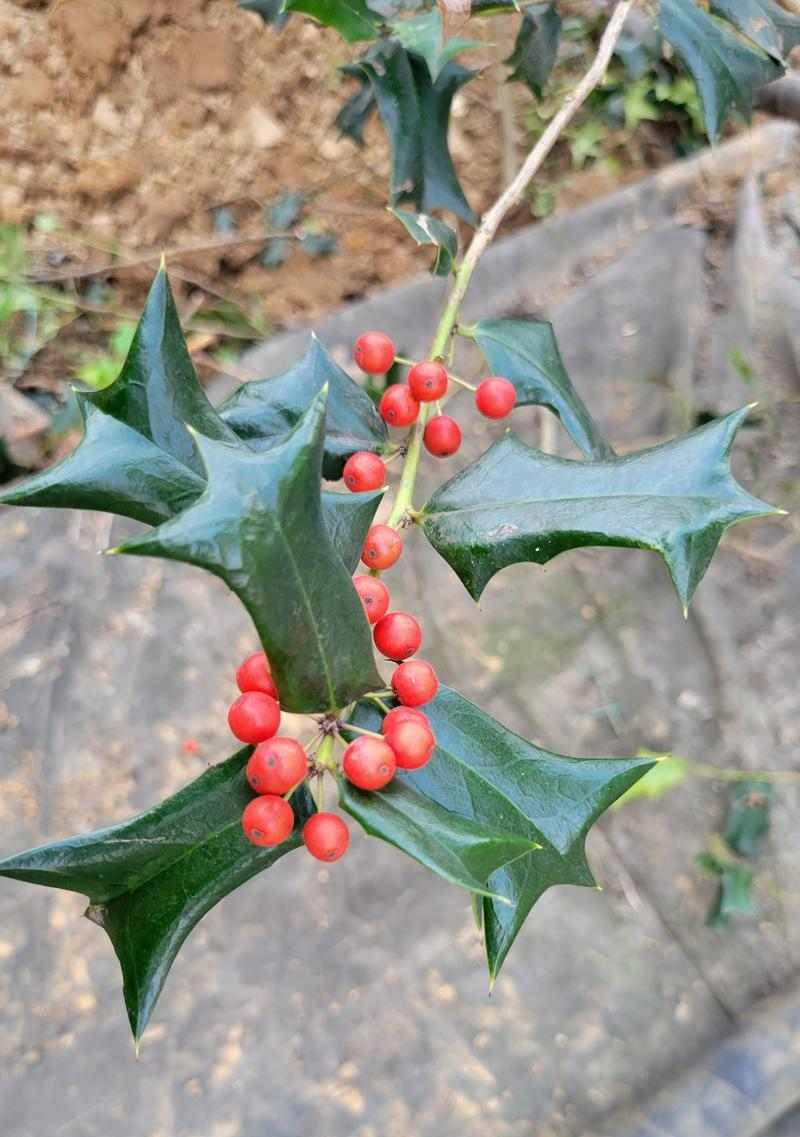 狗狗吃的草种类及对它们的影响（解析狗狗食草行为的原因和注意事项）(图1)