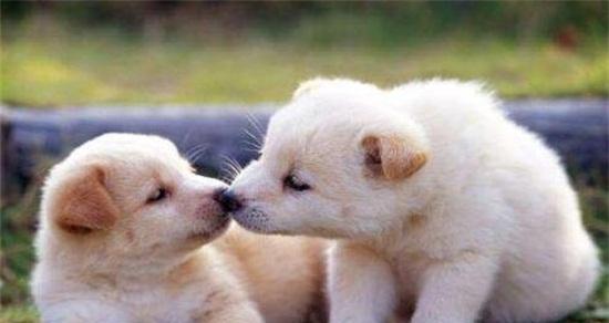 狗的出生数量与何种因素有关？（探索狗群数量的相关因素以及其中的关键因素）(图2)