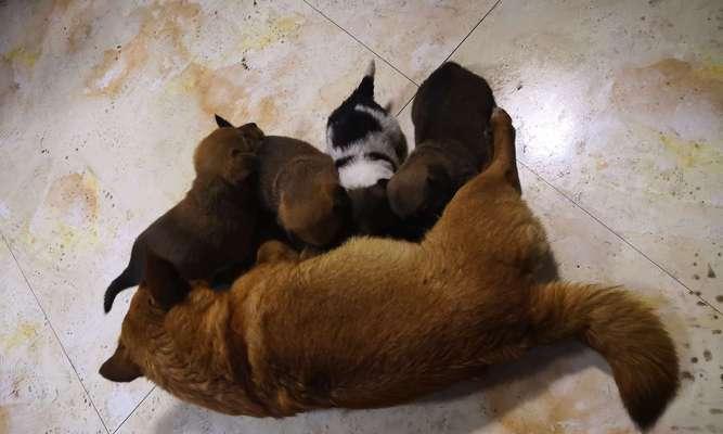 狗的出生数量与何种因素有关？（探索狗群数量的相关因素以及其中的关键因素）(图3)