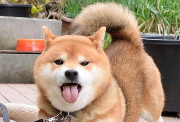 为什么狗会伸出舌头？（揭秘狗的舌头行为，探究其原因和意义）(图1)