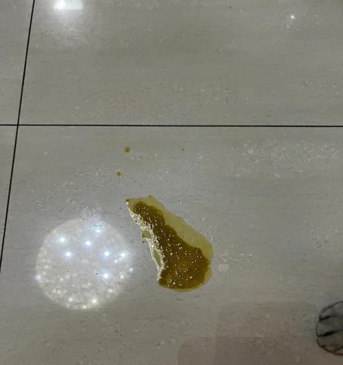 猫为什么经常呕吐？（探究猫呕吐的原因及应对方法） - 悠悠酷狗网