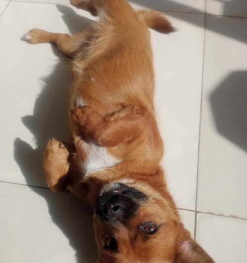 为什么狗会伸出舌头？（揭秘狗的舌头行为，探究其原因和意义）(图2)