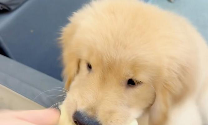 四个月小金毛的营养需求与适宜狗粮选择（关于四个月小金毛的狗粮选择和喂养建议） - 悠悠酷狗网