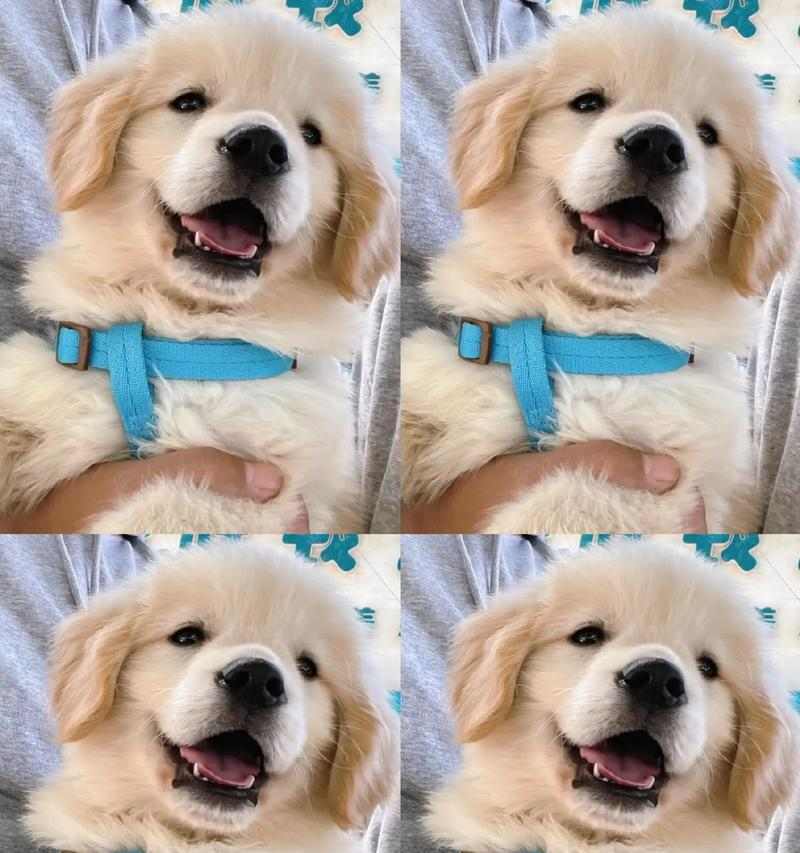 四个月小金毛的营养需求与适宜狗粮选择（关于四个月小金毛的狗粮选择和喂养建议）(图2)