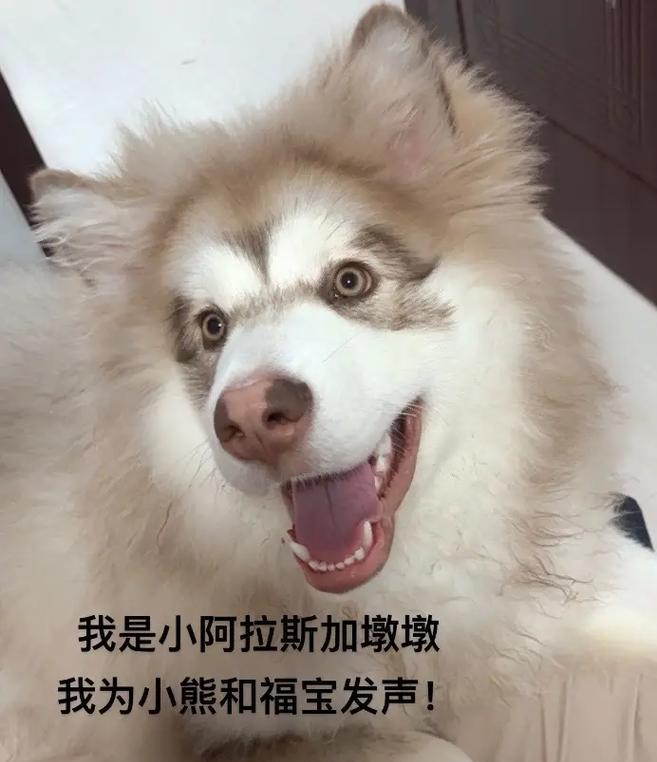 如何正确喂养阿拉斯加幼犬（关键饲养指南，助您培养健康快乐的阿拉斯加幼犬）(图1)