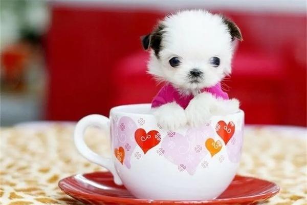 茶杯犬好养吗？ - 悠悠酷狗网