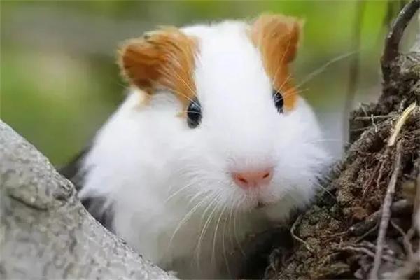 豚鼠每天要喂多少饲料？ - 悠悠酷狗网
