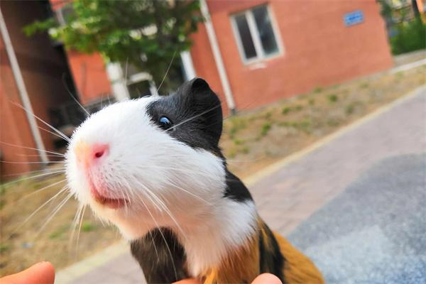 豚鼠每天要喂多少饲料? 豚鼠每天要喂多少饲料?(图2)