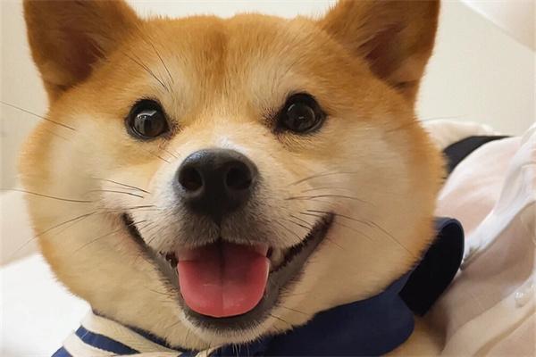 柴犬适合在城市生活吗？(图2)