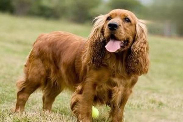 犬猫前列腺囊肿和前列腺炎 - 悠悠酷狗网