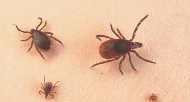 狗身上的寄生虫——潜伏在可爱外表背后的隐患(揭秘它们的种类、危害及预防措施)(图3) 狗身上的寄生虫——潜伏在可爱外表背后的隐患(揭秘它们的种类、危害及预防措施)(图3)