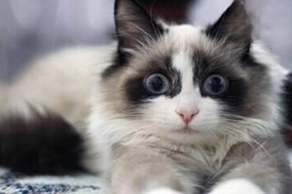 犬猫嵌顿包茎或嵌闭包茎 - 悠悠酷狗网