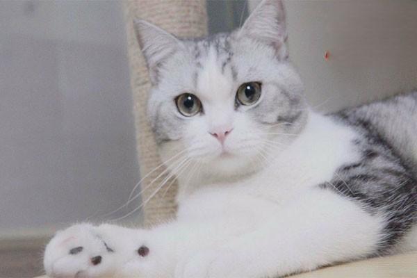 犬猫阴茎包皮外损伤性疾病 - 悠悠酷狗网