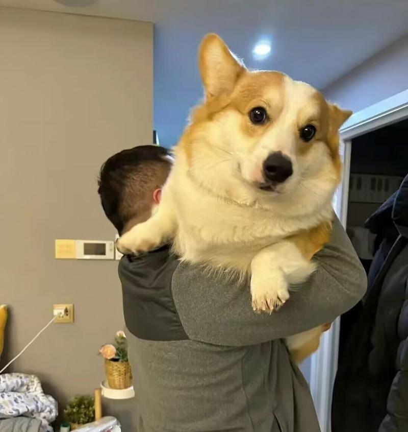 小狗的外貌特征与魅力（探索小狗迷人的外貌特征及其与人类的亲密关系） - 悠悠酷狗网