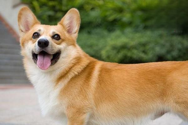 犬猫外阴炎和阴道炎 - 悠悠酷狗网