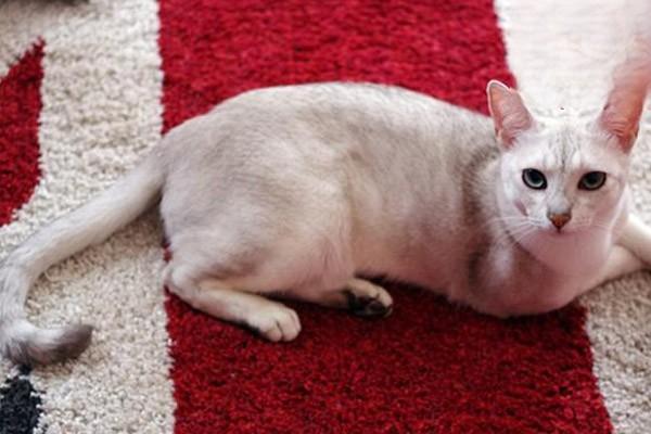 犬猫包皮龟头炎 - 悠悠酷狗网