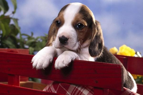 犬猫包皮龟头炎(图2)