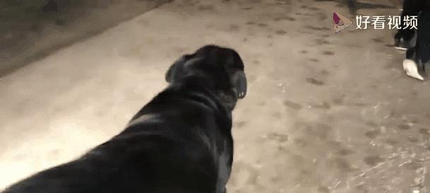 为什么以狗为什么生的全是公？（探究狗只产下公狗的原因及相关科学解释） - 悠悠酷狗网