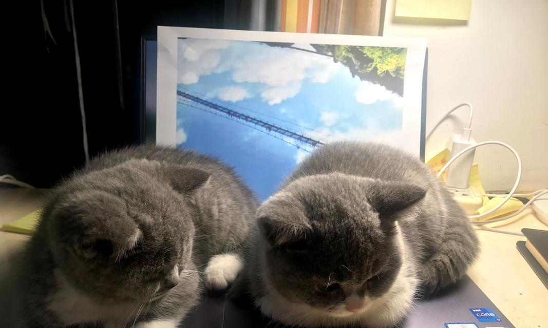 揭秘猫咪喜欢摁被子的原因(探索猫咪行为的奥秘)(图2) 揭秘猫咪喜欢摁被子的原因(探索猫咪行为的奥秘)(图2)