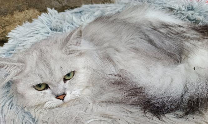 揭秘猫咪喜欢摁被子的原因（探索猫咪行为的奥秘） - 悠悠酷狗网