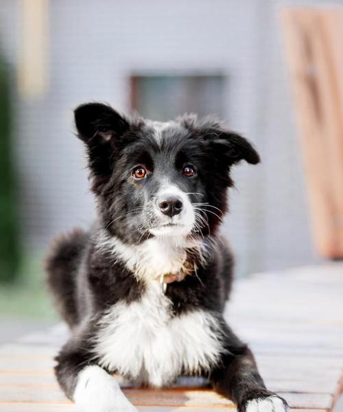 导盲犬（品种、训练与责任）(图1)