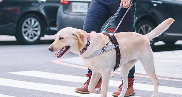 导盲犬（品种、训练与责任）(图3)