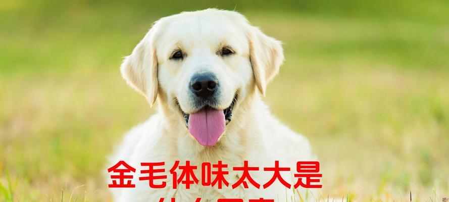 揭秘家狗体臭背后的原因(为何你的家狗总是那么臭味熏天?)(图2) 揭秘家狗体臭背后的原因(为何你的家狗总是那么臭味熏天?)(图2)