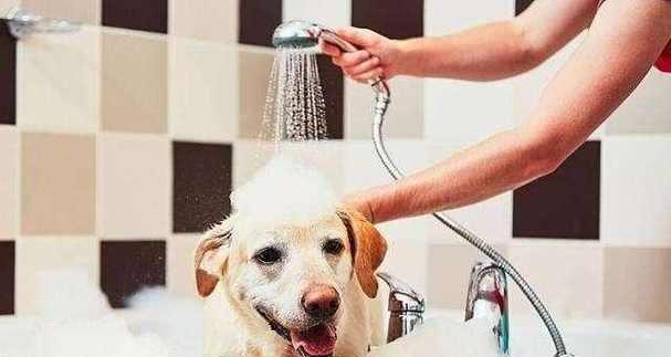 揭秘家狗体臭背后的原因（为何你的家狗总是那么臭味熏天？） - 悠悠酷狗网