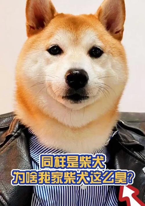 揭秘家狗体臭背后的原因(为何你的家狗总是那么臭味熏天?)(图3) 揭秘家狗体臭背后的原因(为何你的家狗总是那么臭味熏天?)(图3)