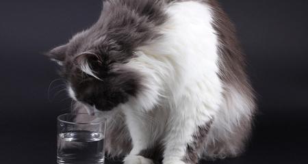 波斯猫怀孕期间的饮食指南（保证波斯猫健康孕育的关键食物）(图2)