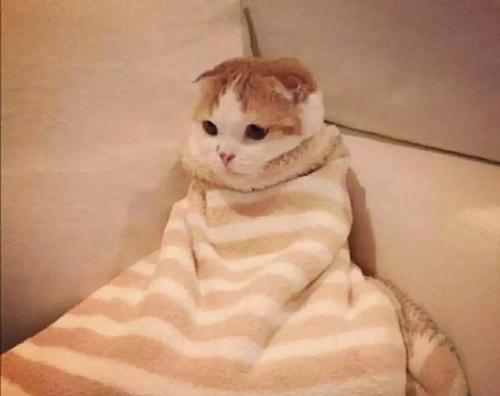 揭秘猫咪喜欢摁被子的原因(探索猫咪行为的奥秘)(图3) 揭秘猫咪喜欢摁被子的原因(探索猫咪行为的奥秘)(图3)