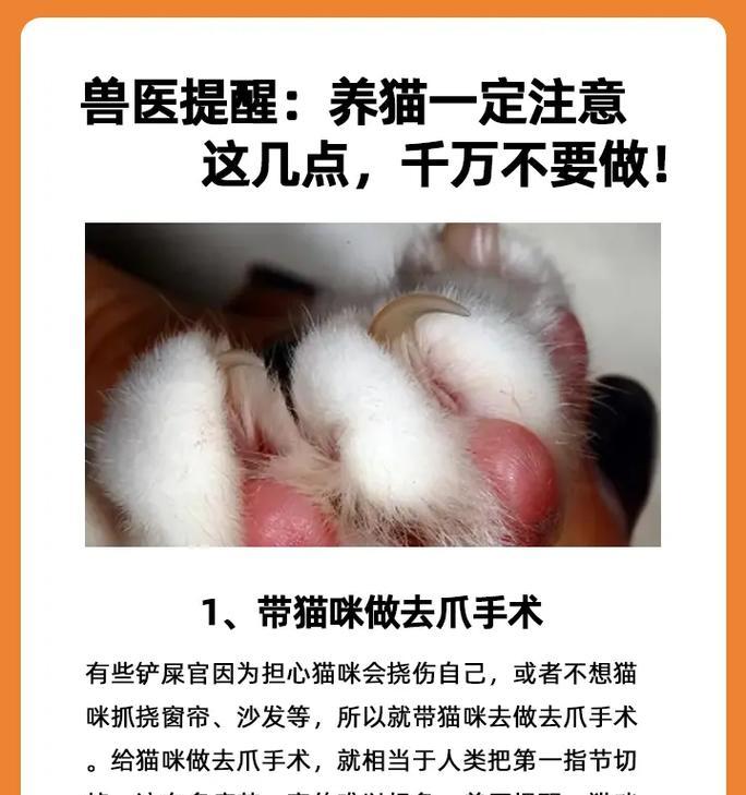 养猫须知——家中猫咪的注意事项(关爱猫咪,共创幸福家庭)(图1) 养猫须知——家中猫咪的注意事项(关爱猫咪,共创幸福家庭)(图1)